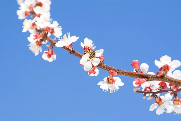 Bahar güzelliği — Stok fotoğraf