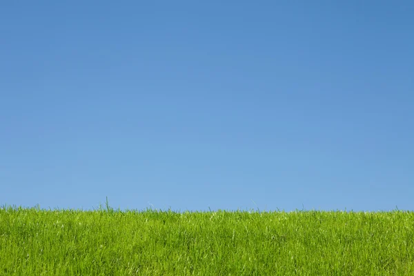 Grama verde fresca no fundo azul do céu ensolarado — Fotografia de Stock