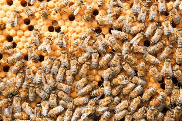 许多蜜蜂在蜂窝 — 图库照片