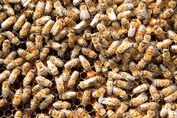 Muitas abelhas em favos de mel — Fotografia de Stock