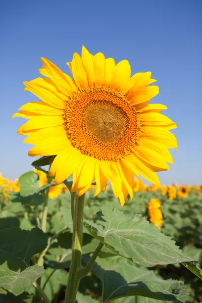 Úžasné slunečnice a pozadí modré oblohy — Stock fotografie