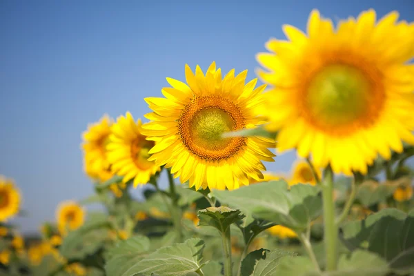 stock image Amazing sunflowers and blue sky background