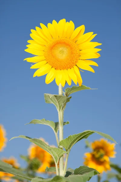Úžasné slunečnice a pozadí modré oblohy — Stock fotografie