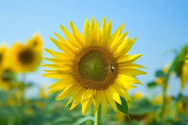 Sonnenblume auf dem blauen Himmel Hintergrund — Stockfoto