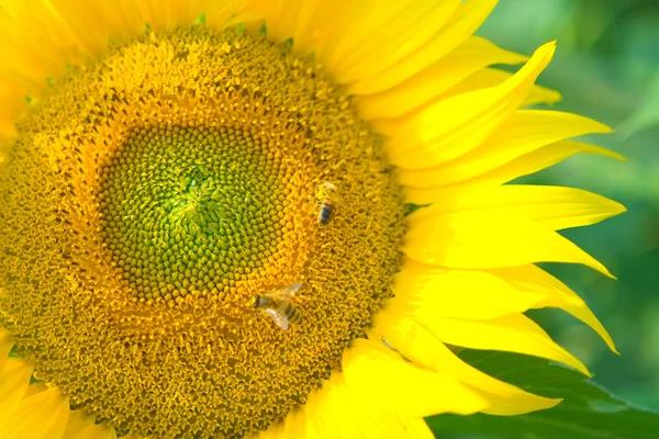 向日葵和蜜蜂 — 图库照片