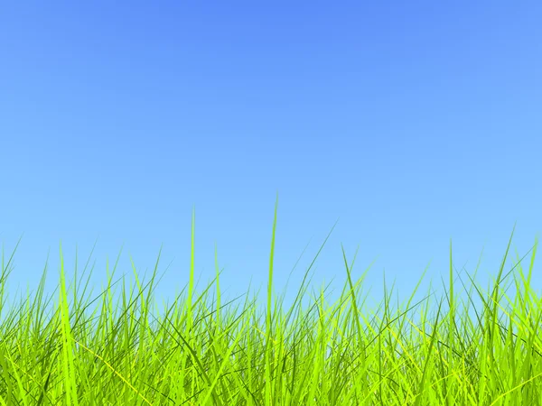 Fresco erba verde su sfondo cielo blu soleggiato — Foto Stock