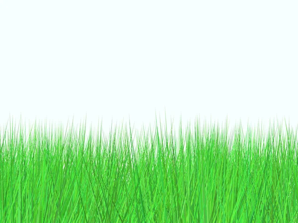 Campo verde fresco sobre fundo branco — Fotografia de Stock