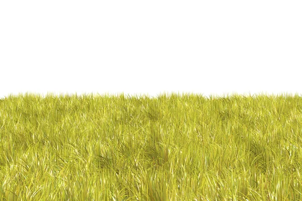 Verse groene veld op witte achtergrond — Stockfoto