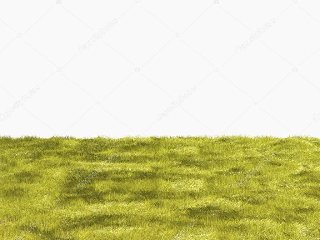 Fresh yellow grass on white background