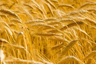 Golden wheat field clipart