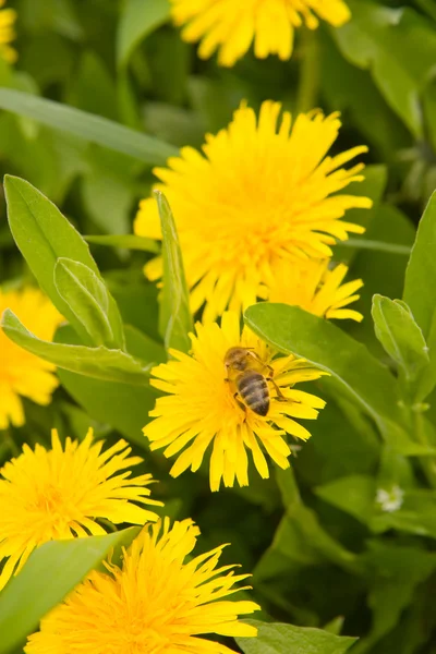 Pitypang a tavasz és a méh — Stock Fotó