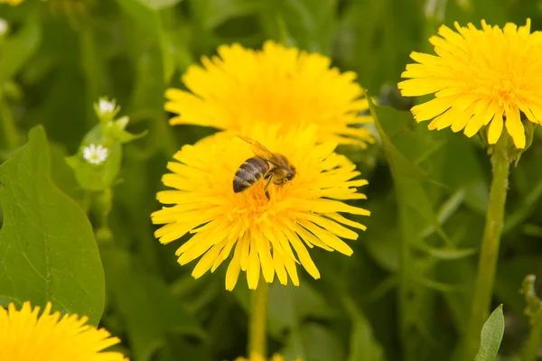 Le pissenlit au printemps avec l'abeille — Photo