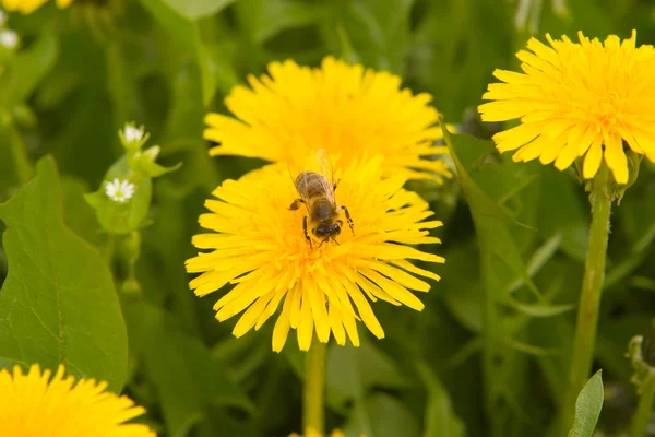 stock image Dandelion by springtime and bee