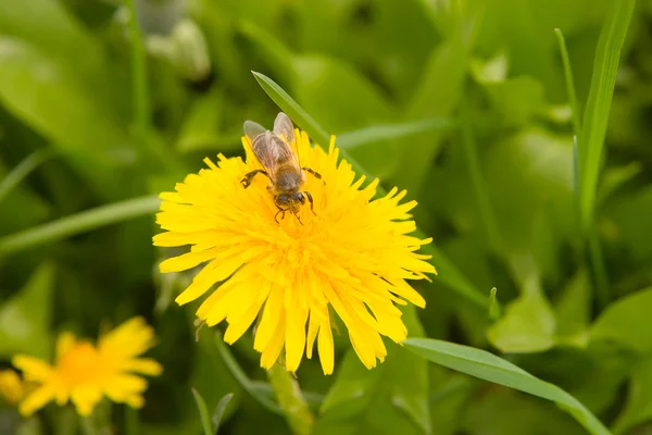 Pitypang a tavasz és a méh — Stock Fotó