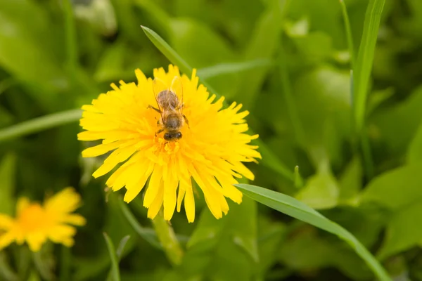 春と蜂のタンポポ — ストック写真