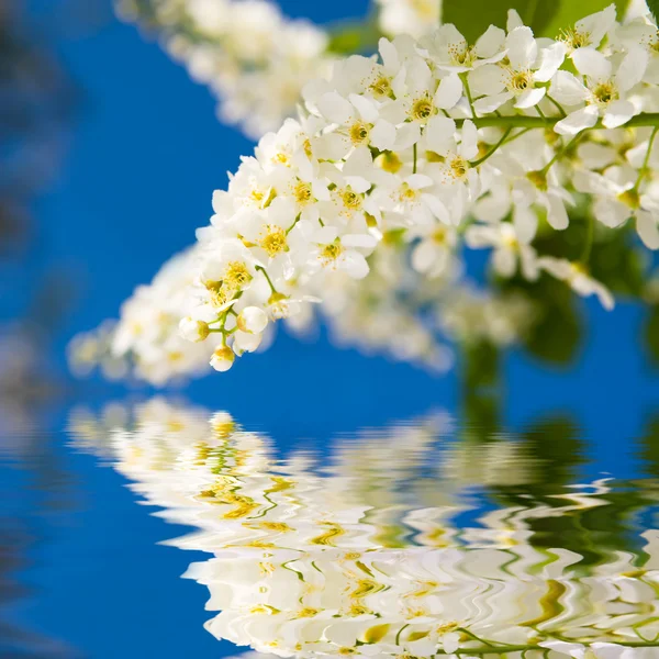Beauty spring flowers and blue water — Stock Photo, Image