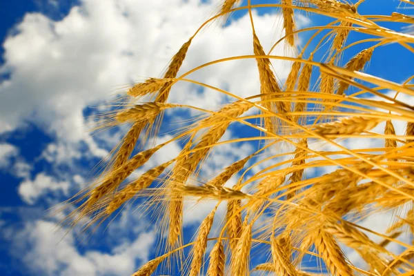 金色の小麦は、青い空を背景に — ストック写真