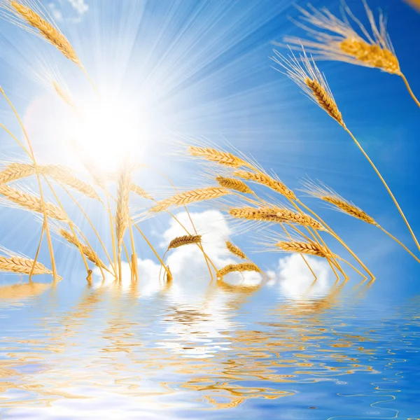 Gouden tarwe in de zonnige blauwe hemelachtergrond — Stockfoto