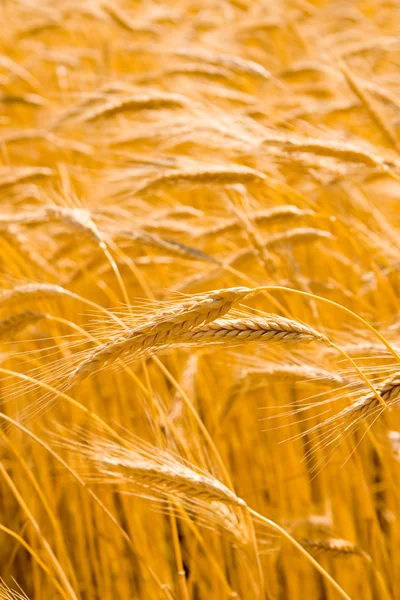 Campo de trigo dorado —  Fotos de Stock