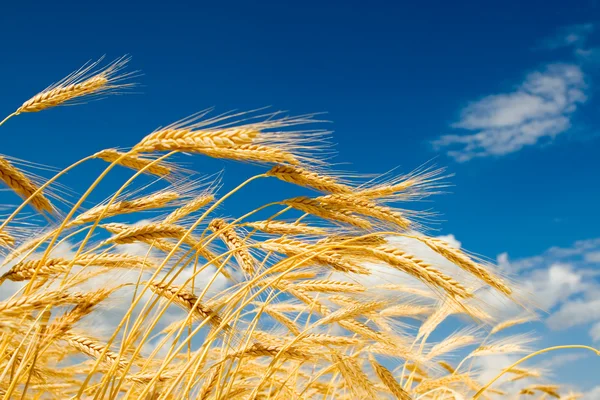 Złoty pszenicy na tle błękitnego nieba — Zdjęcie stockowe