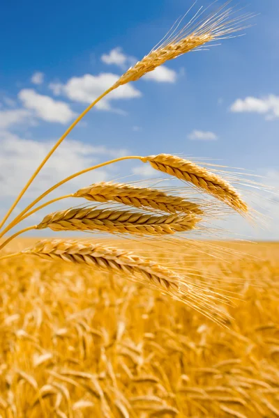 Goldener Weizen im blauen Himmel Hintergrund — Stockfoto