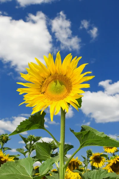 Úžasné pozadí slunečnice a modré oblohy — Stock fotografie