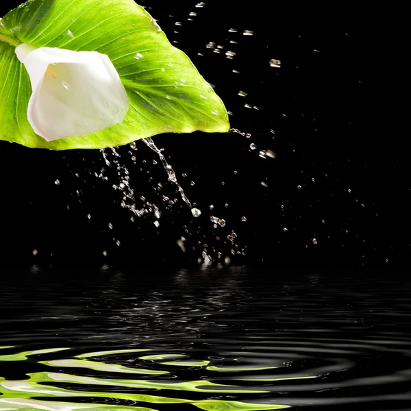 Vacker blomma och stänk av vatten — Stockfoto