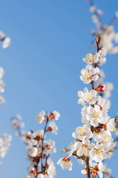 Frühlingshafte Schönheit — Stockfoto
