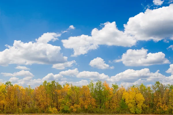 Φθινοπωρινό δάσος και γαλάζιο ουρανό — Φωτογραφία Αρχείου