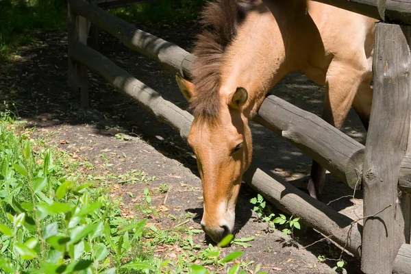 stock image Horse