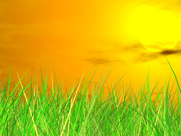 Erba fresca verde su sfondo tramonto — Foto Stock