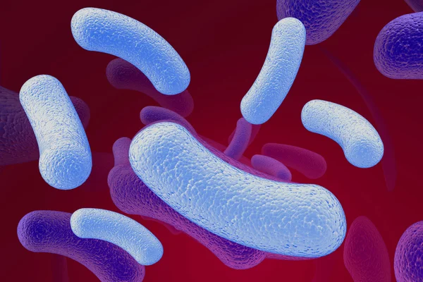 박테리아 — 스톡 사진