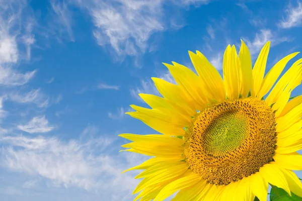 Sonnenblume in blauem Himmel Hintergrund — Stockfoto