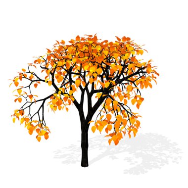 sonbahar ağacı