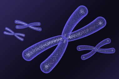 Cromosome