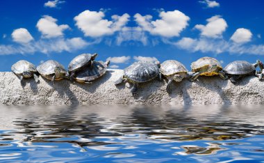 You still work in office? Even turtles already sunbathe on the s clipart