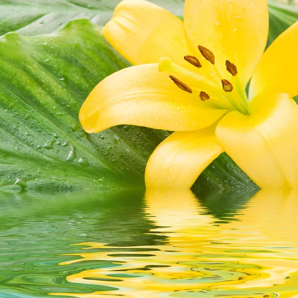Żółta lilia na zielony liść — Zdjęcie stockowe