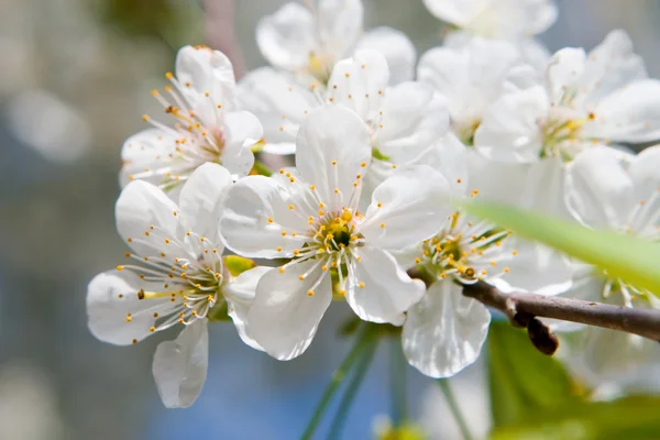 ความงาม ดอกไม้ฤดูใบไม้ผลิ — ภาพถ่ายสต็อก
