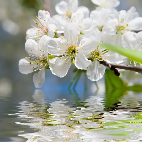 Flores de primavera de beleza — Fotografia de Stock