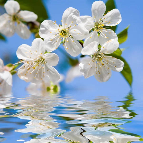 Uroda wiosna kwiaty — Zdjęcie stockowe