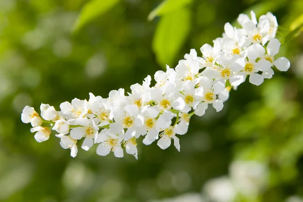 stock image Beauty spring flowers