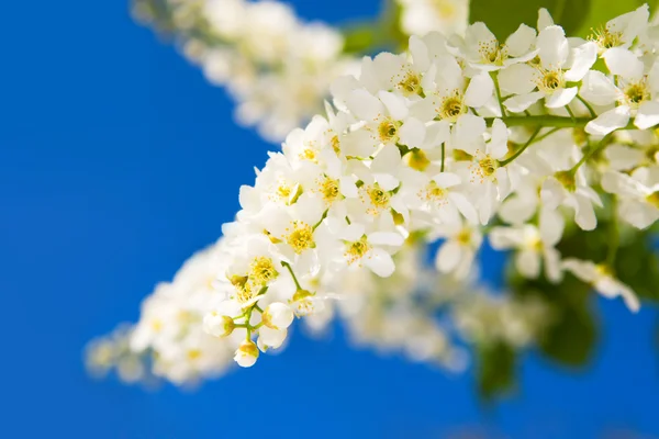 stock image Beauty spring flowers