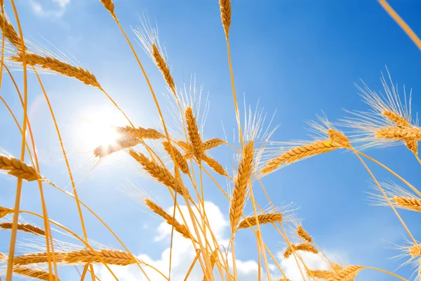 Mavi gökyüzü arka planda altın buğday — Stok fotoğraf