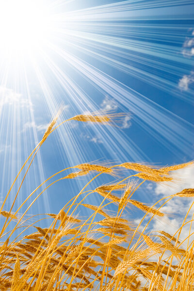 золотая пшеница на голубом солнечном фоне неба
