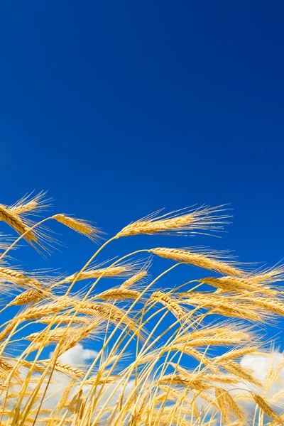 Gouden tarwe in de blauwe hemelachtergrond — Stockfoto
