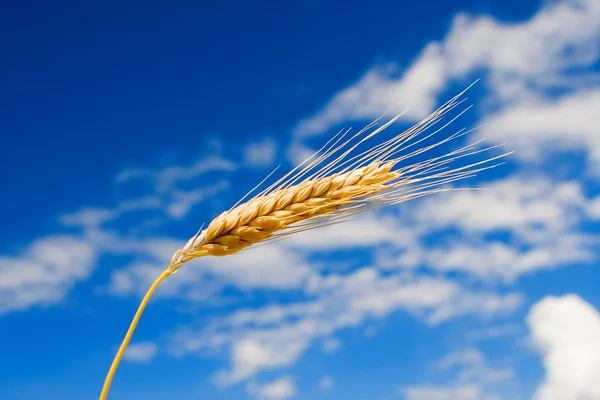 Stock image Golden wheat in the blue sky background