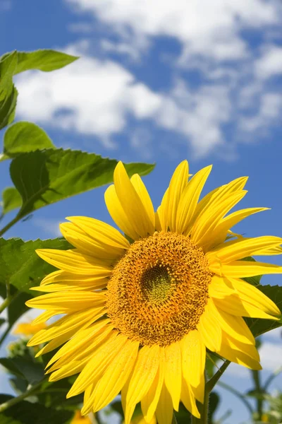 Erstaunliche Sonnenblume und blauer Himmel Hintergrund — Stockfoto