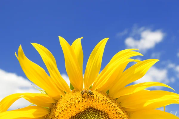 令人惊叹向日葵与蜂和蓝蓝的天空背景 — 图库照片