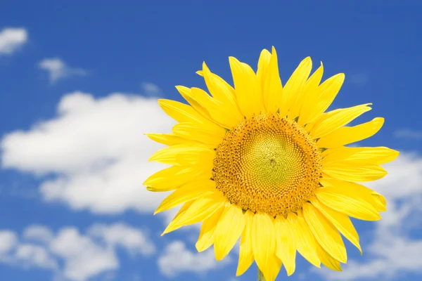 Úžasné pozadí slunečnice a modré oblohy — Stock fotografie