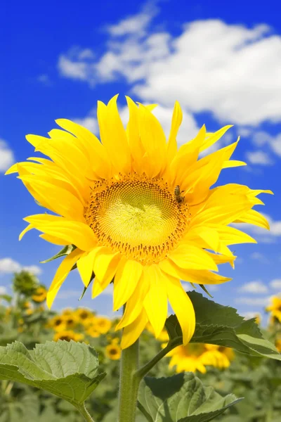 Erstaunliche Sonnenblume und blauer Himmel Hintergrund — Stockfoto